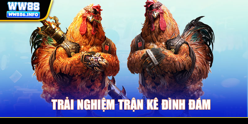 Đá gà Thomo trực tiếp WW88 - Sân chơi giải trí đẳng cấp 2025